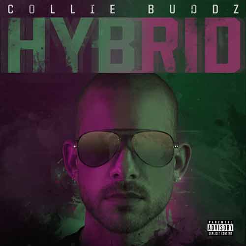 Collie Buddz Hybrid